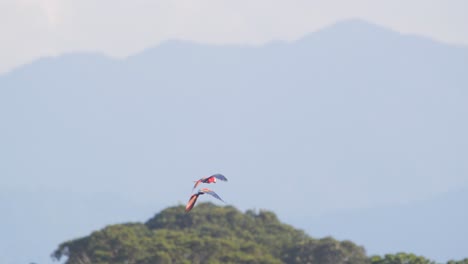 a radiant pair of scarlet macaws soars over peru’s rainforest, their feathers glowing in the morning sun.