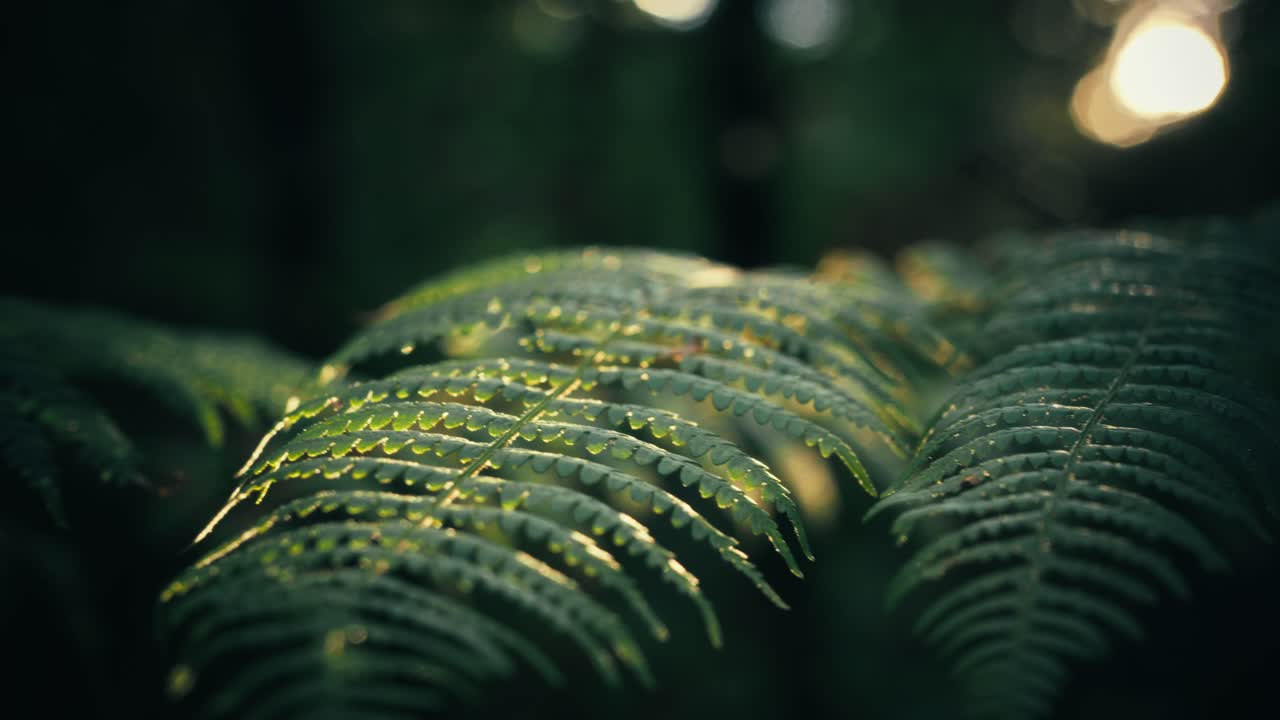 Nærbillede af frodige grønne bregneblade dækket af regndråber i en mørk skovindstilling. Detaljeret naturbillede, der fremhæver våd tekstur og løv med en stemningsfuld, filmisk atmosfære.