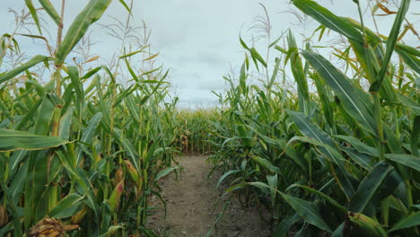 walk down the corridor in high corn labyrinth of corn plants on halloween steadicam shot
