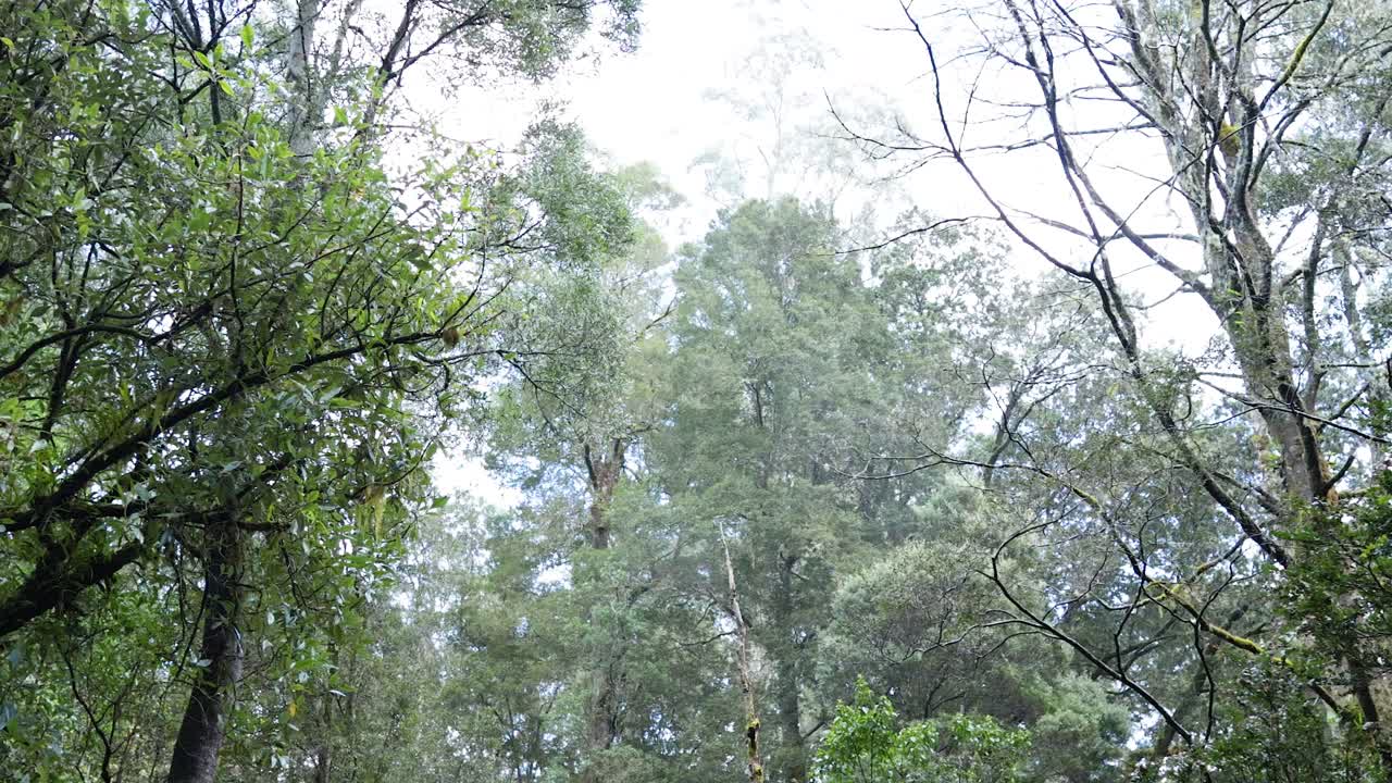 키가 큰 나무 들 이 있는 푸른 숲