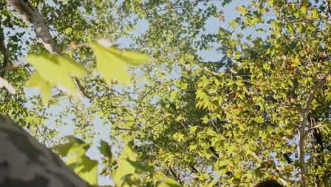 joven modelo de chica usando teléfono celular sentada en la rama de un árbol