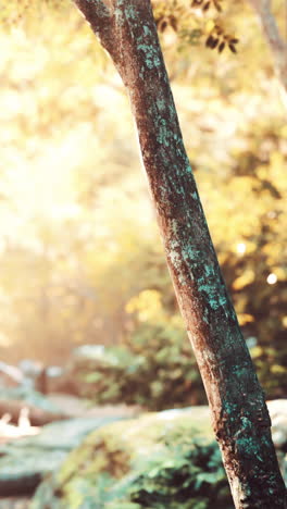 tree trunk in forest sunlight