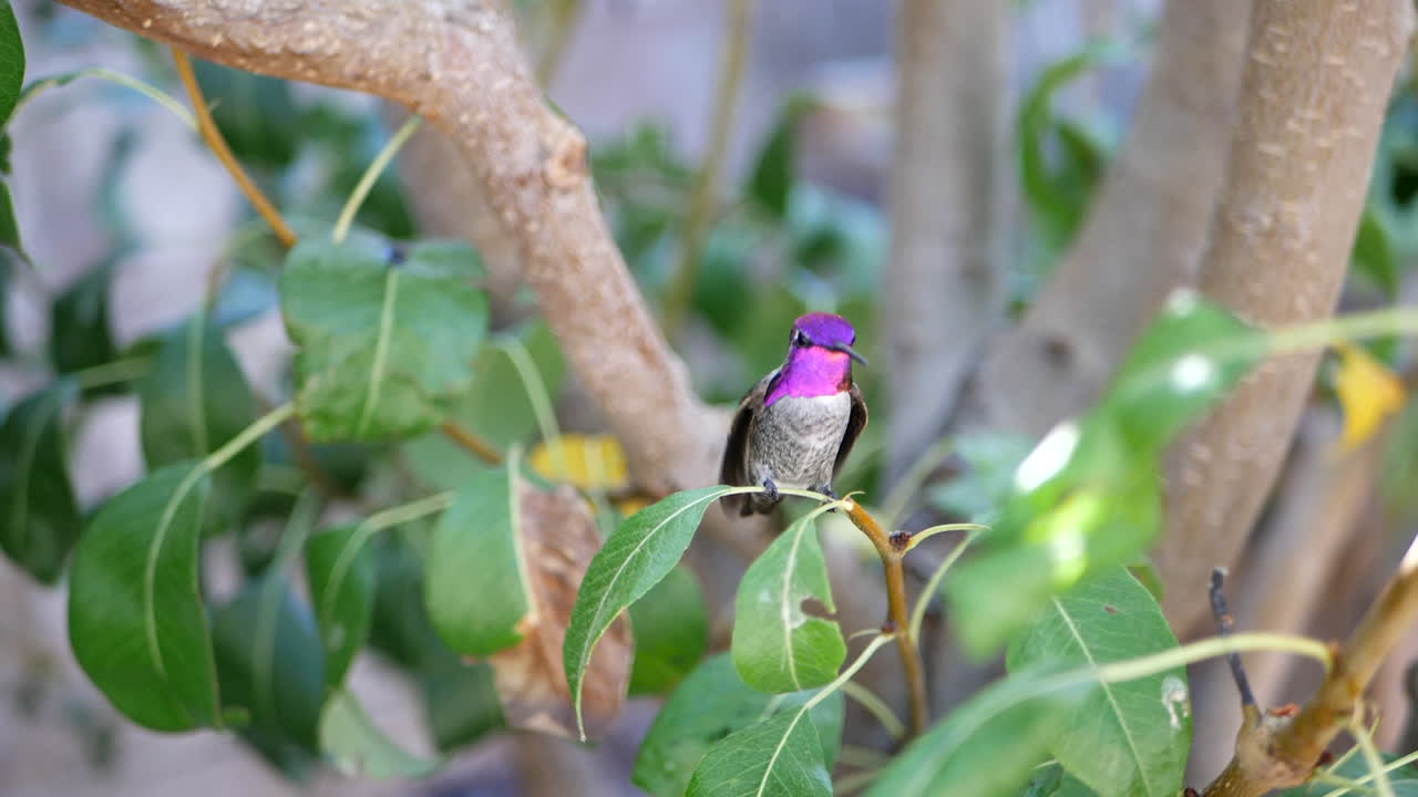 toma en cámara lenta de un impresionante colibrí annas rosa brillante volando y aterrizando en una pequeña rama de árbol verde después de alimentarse de néctar en california