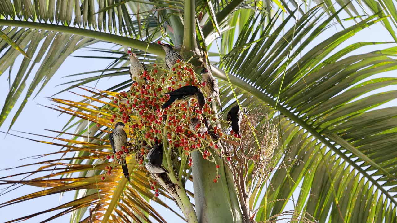 Australasian figbirds gather on a palm tree in Port Douglas, feeding on vibrant red fruits under bright daylight