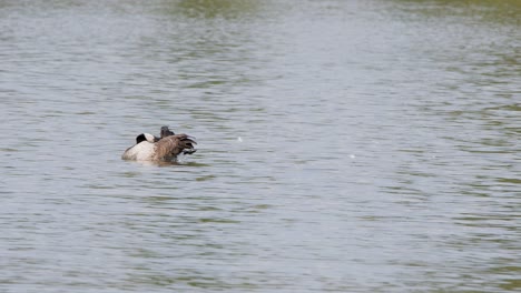 Lone-Canadian-Goose-grooms-black,-white-plumage-in-pond,-copy-space