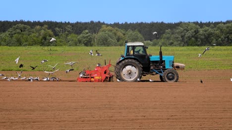 los pájaros hambrientos están volando detrás del tractor, y comen grano de la tierra cultivable.