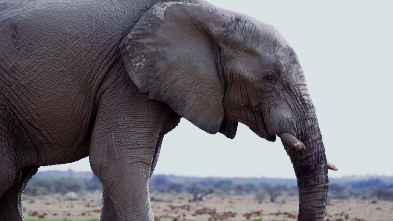 elefante africano bebiendo con baúl en la boca en el parque nacional nxai pan en botswana