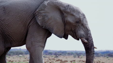 african elephant drinking with trunk on mouth in nxai pan national park in botswana