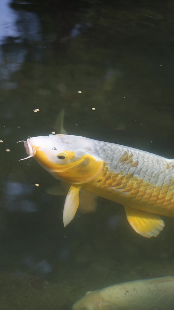 peces koi nadando y alimentándose en un estanque