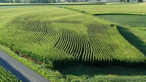 Descending-aerial,-contour-farming-on-hillside,-curve-in-rows-of-corn-guards-against-soil-erosion-and-rain-water-runoff-pollution,-pattern-in-rural-field,-farming-agriculture-concept