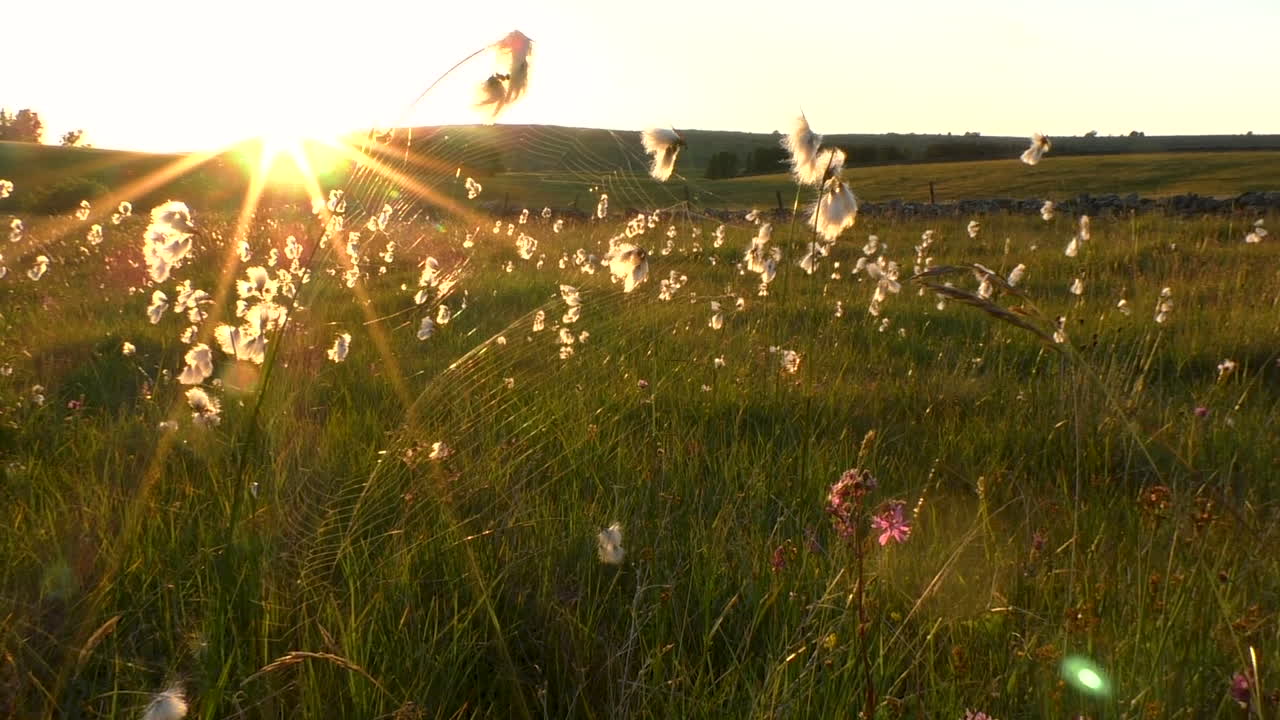 석양이 비추는 야생화 초원의 목화 풀과 거미줄