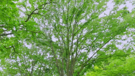 spring plants with bright green