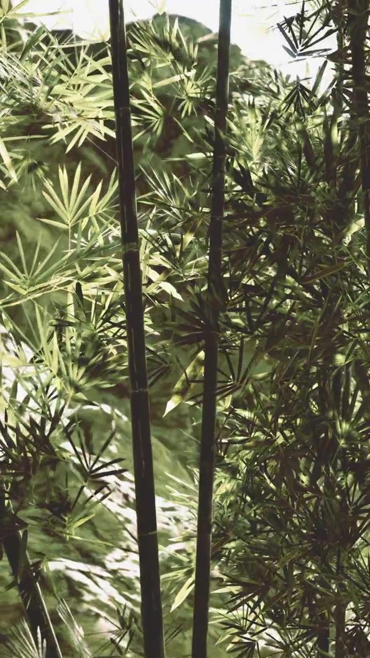 Piante di bambù che crescono in un ambiente naturale durante le ore diurne