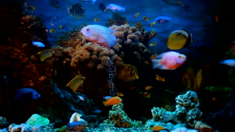 exotic fishes in an aquarium