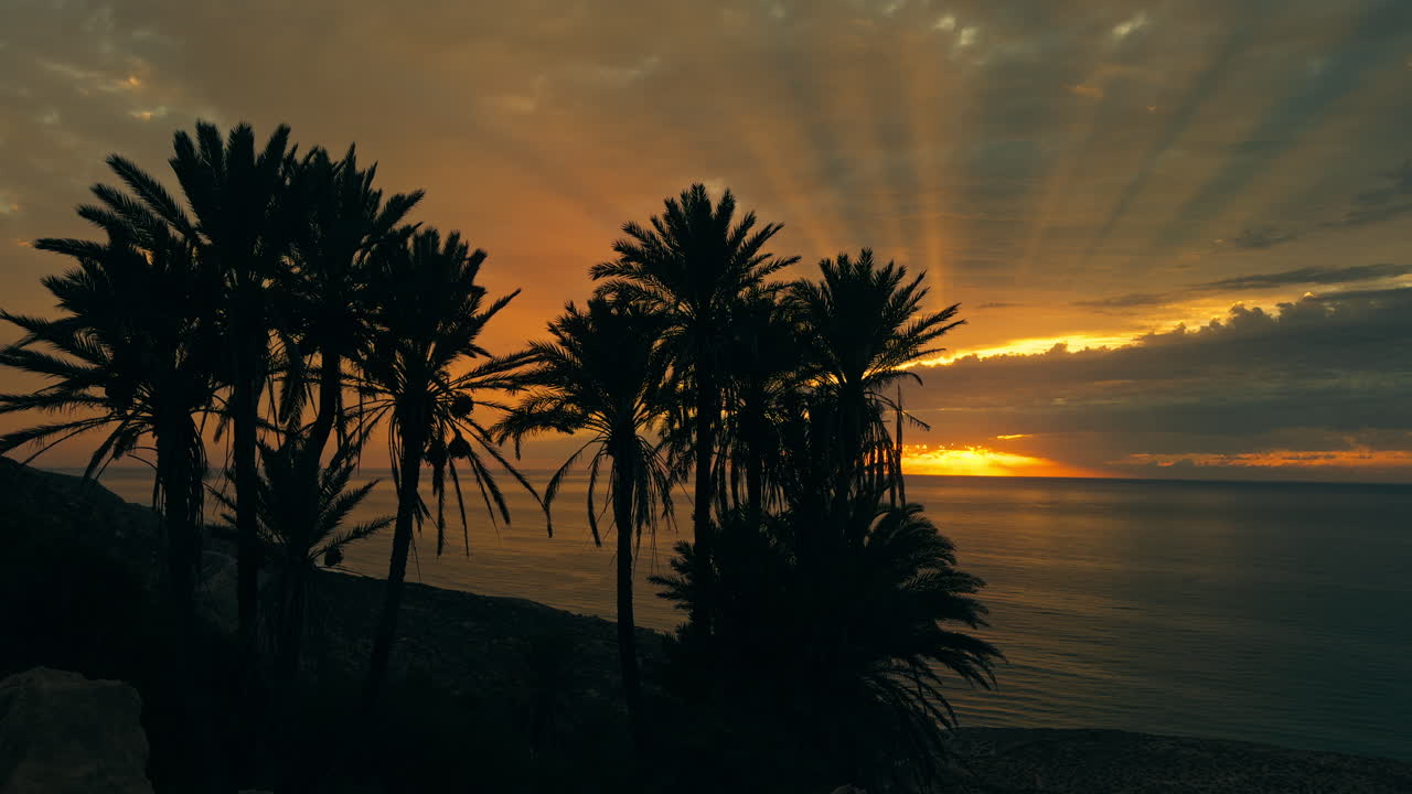 나무 와 함께 바다 위 의 해가 뜨는 것