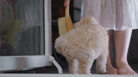 leg view of dog tamer sweeping potting soil into dustpan with brush while playful poodle tries to catch brush, capturing interactive cleanup scene on tiled floor in cozy indoor entryway