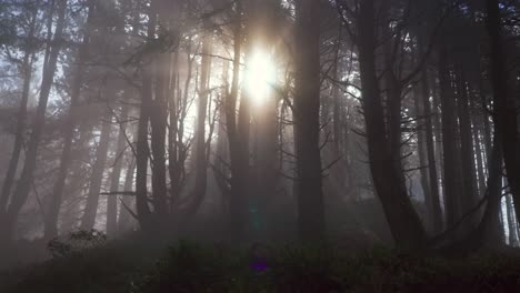 misty sunny sun flare redwood national state park forest california rainy fog morning tall dense lush greenery plants sinkyone wilderness sequoia cloudy peaceful wilderness landscape nature pan left
