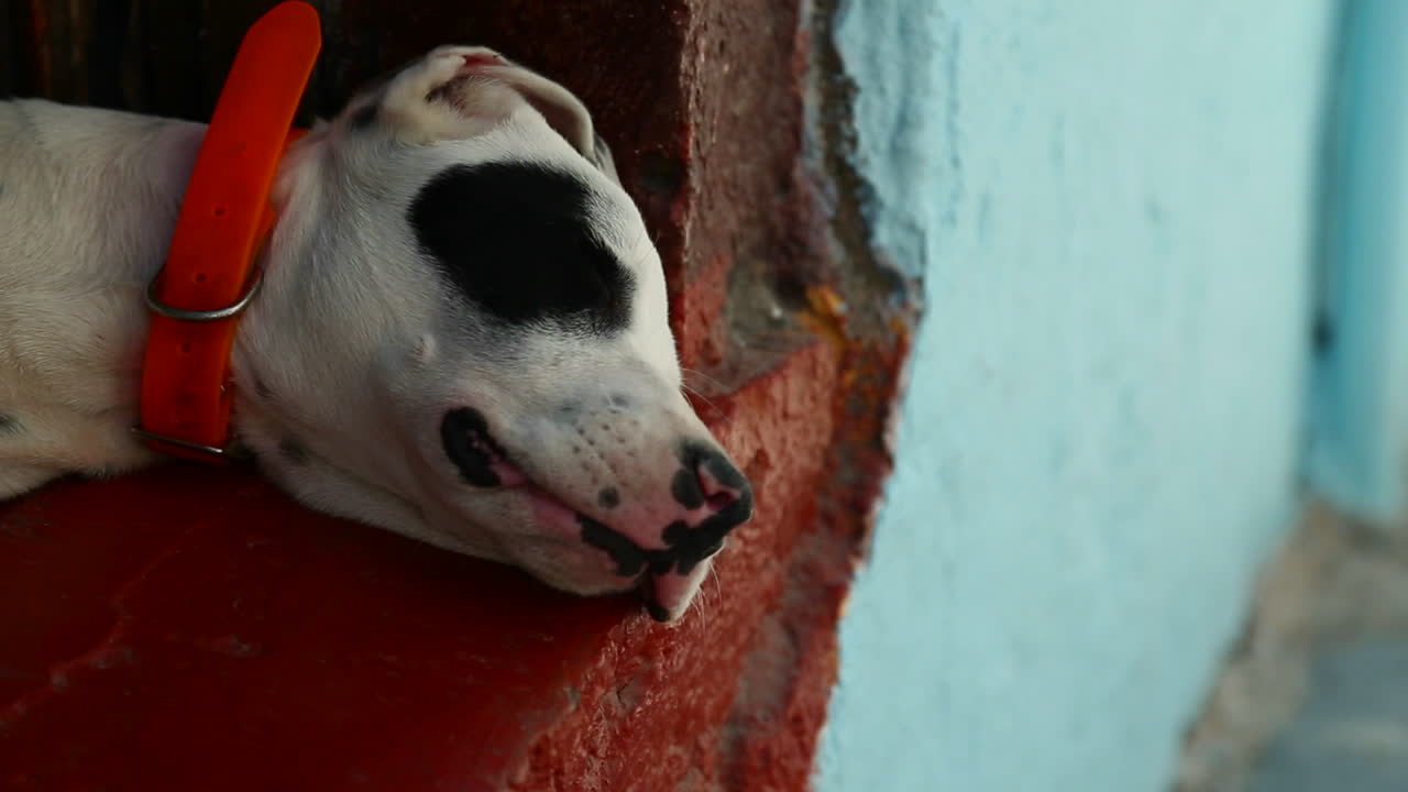 perro durmiendo en un callejón 1