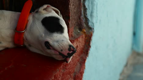 perro durmiendo en un callejón 1