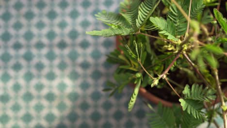 las hojas de las plantas se marchitan en cámara lenta