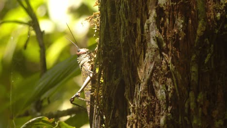 red-winged grasshopper moves along a mossy trunk in the humid peru amazon jungle, shot in closeup.