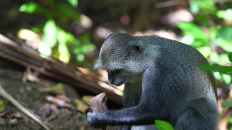 Young-Blue-monkey-eating-tree-leaf-at-the-Jozani-Forest-of-Zanzibar-Island-Tanzania,-Medium-shot