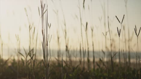 Static-close-up-of-a-wild-grass-field-moving-slowly-with-a-light-breeze-and-backlit-by-a-golden-hour-sunset-glow-with-a-river-creek-water-shinning-in-the-background