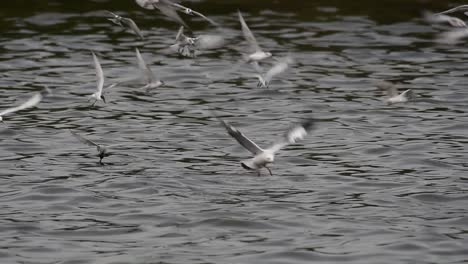 Terns-and-Gulls-Skimming-for-Food-are-migratory-seabirds-to-Thailand,-flying-around-in-circles,-taking-turns-to-skim-for-food-floating-on-the-sea-at-Bangpu-Recreational-Center-wharf