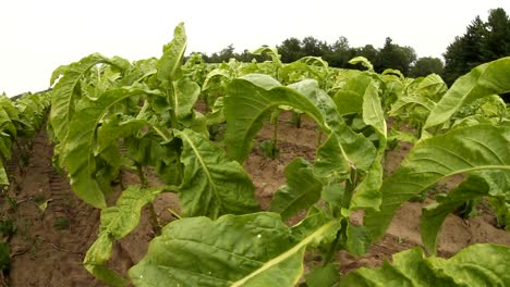 summer day in a tobacco field