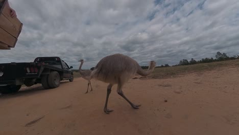 Avestruces-Crías-En-Un-Recorrido-Por-El-Zoológico-Safari