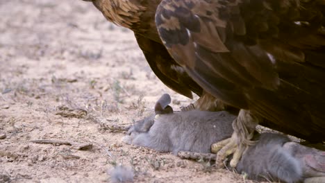 águila real con presa