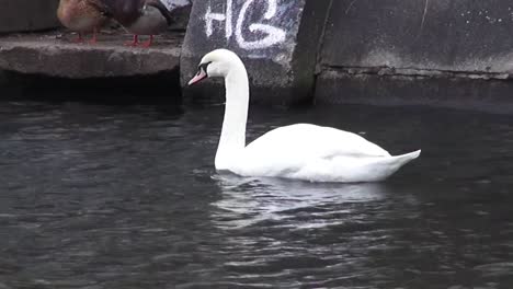 swimming swan 10 sec 50 fps hd 00318.mp4