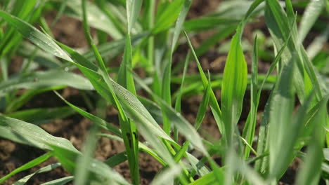 pesticides are applied to green plants on field