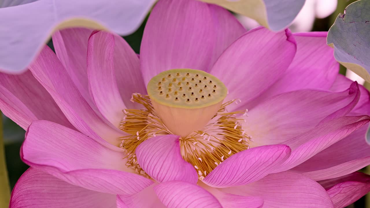 hermosa flor de loto rosa de cerca en tokyo ueno