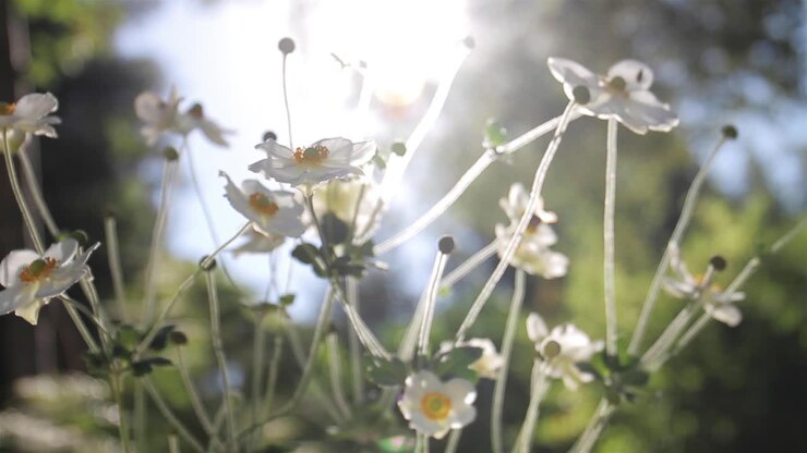 flores blancas a la luz del sol
