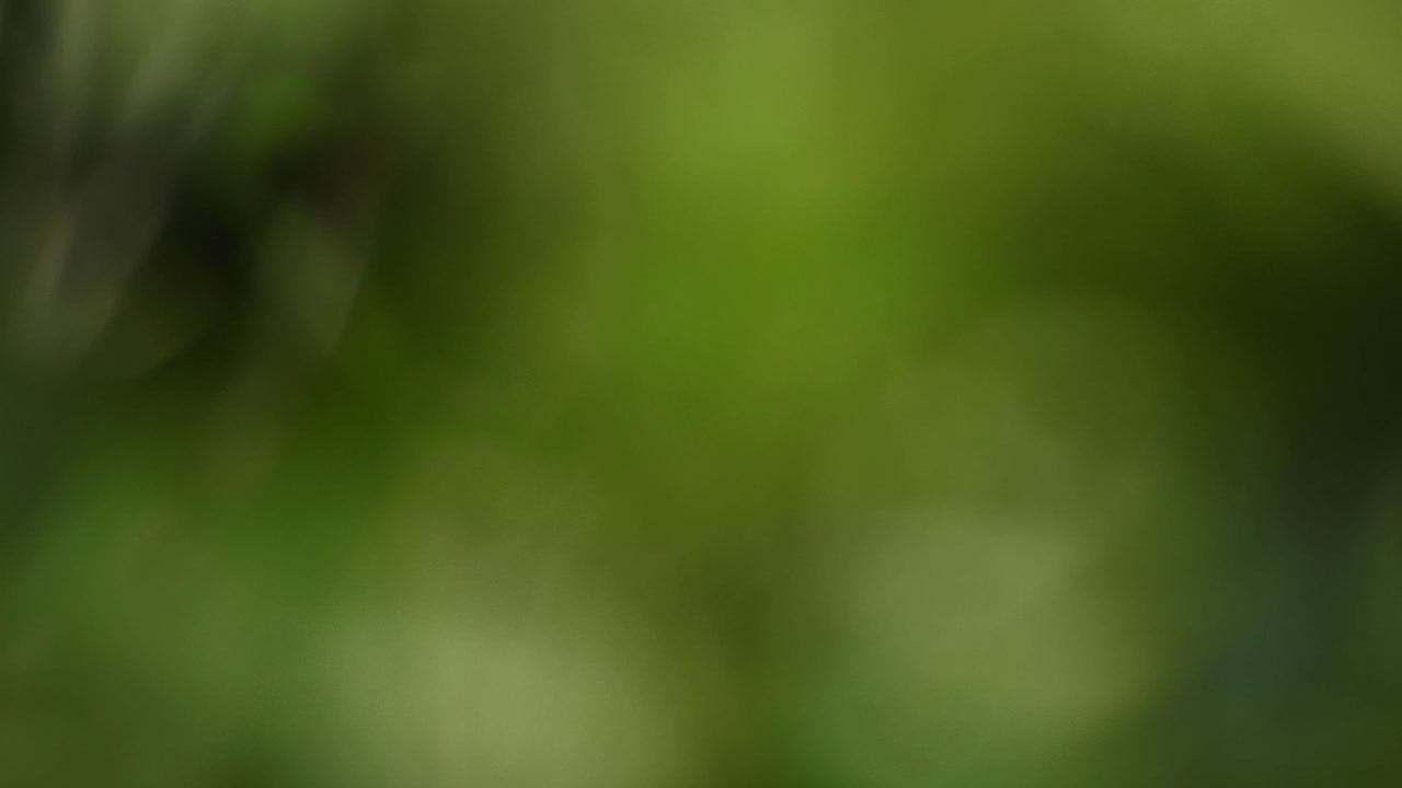 bokeh desenfoque de hojas de árbol balanceándose y moviéndose en el viento, rayos de parpadeo de luz simple fondo en movimiento