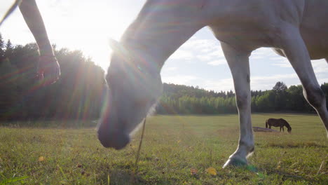 low to the ground shot of a man touching and bonding, with a white horse, sun flares in the background, on a sunny day, in tyreso, sweden