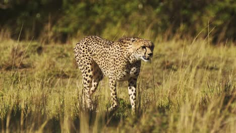 Zeitlupe-Des-Afrikanischen-Safari-Wildtiers-Gepard,-Der-Aus-Nächster-Nähe-Im-Savannengras-In-Der-Masai-Mara,-Kenia-In-Afrika-In-Der-Masai-Mara,-Umherstreifende-Savannengräser-In-Der-Graslandlandschaft-Geht