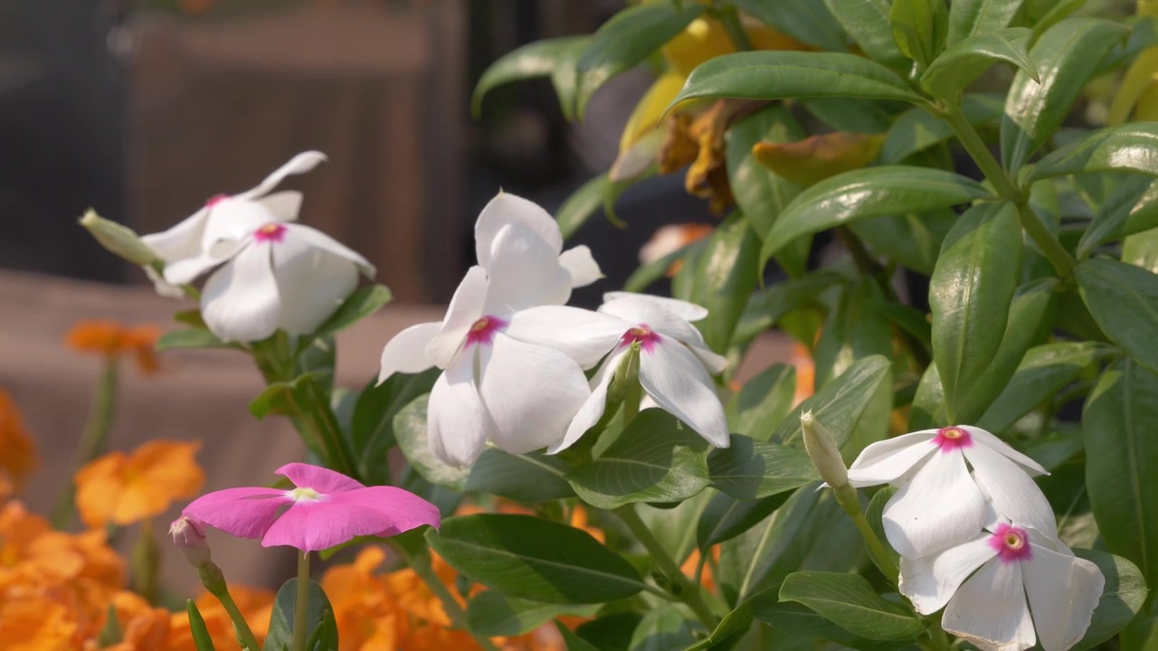 Primo piano con panoramica da destra a sinistra di fiori di pervinca del Madagascar bianchi e rosa in fiore in un giardino vicino al fiume Chao Phraya a Bangkok, Thailandia.