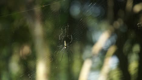la araña se sienta en su telaraña esperando a la presa
