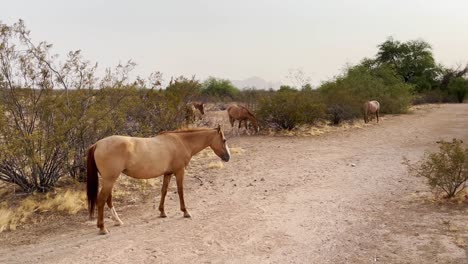 Una-Pequeña-Manada-De-Caballos-Salvajes-Pasta-En-El-Desierto-De-Sonora-Cerca-De-Scottsdale,-Arizona