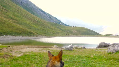 cute wolf dog looking at the sky in mountain landscape