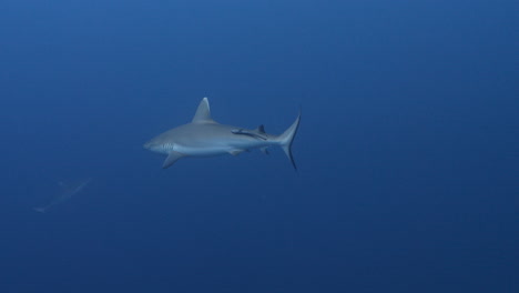 underwater life with sharks with tropical fishes in blue sea snorkeling