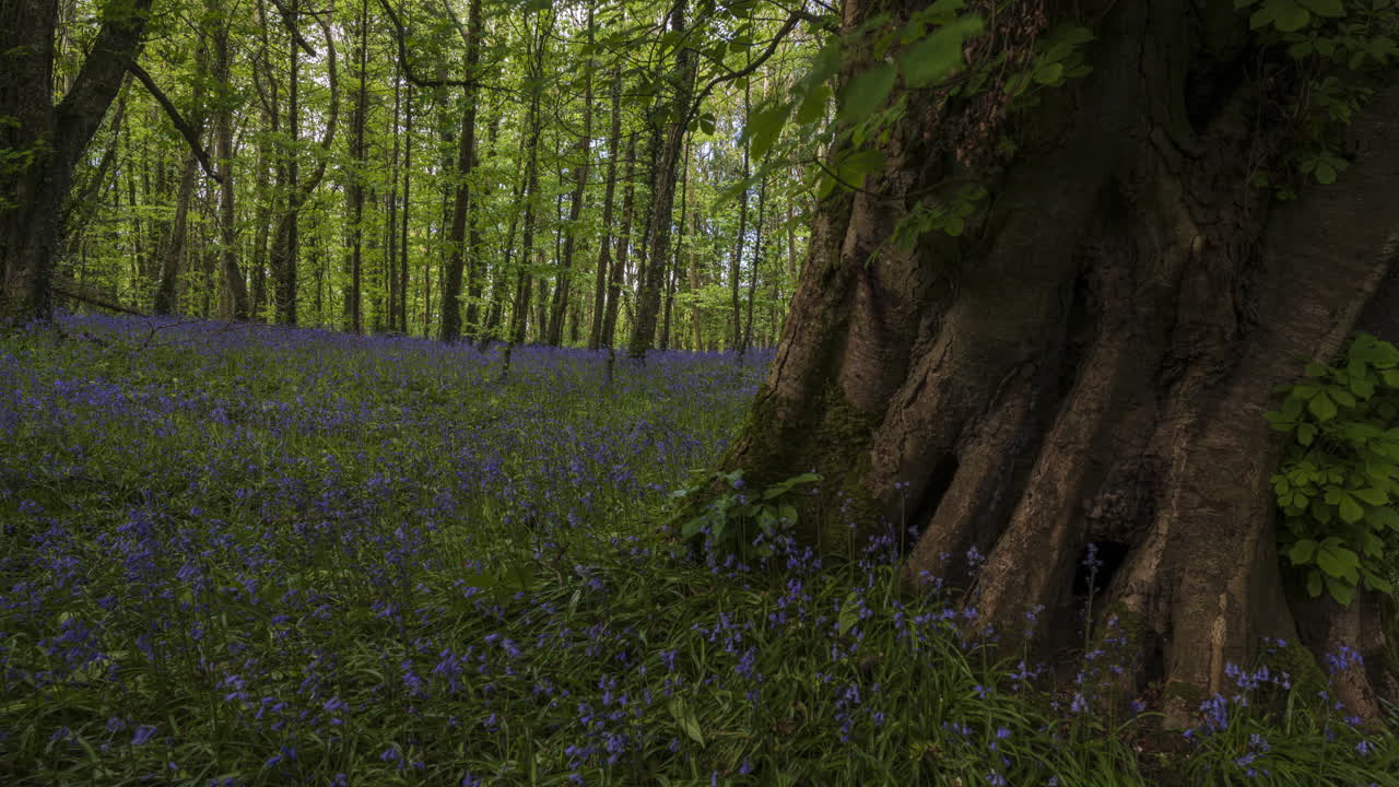 Time Lapse of Bluebells Forest during spring time in natural park in Ireland