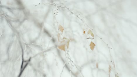 hoarfrost on tree leaves in morning, abstract winter detail background