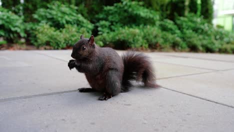 Süßes-Schwarzes-Eichhörnchen,-Das-Nüsse-Im-Hinterhof-Isst