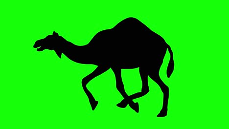 a silhouette of a camel running on green screen, side view