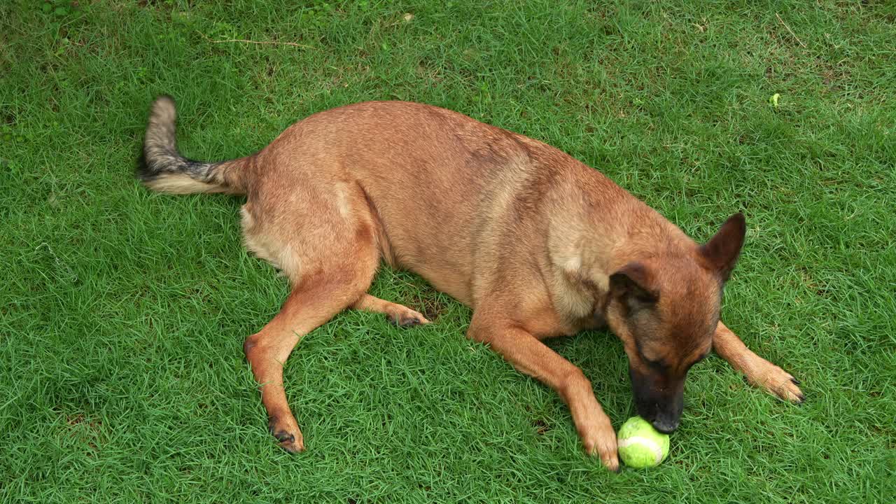 inteligente y enérgico pastor belga, canis lupus familiaris acostado en un exuberante césped verde, jugando, mordiendo e intensamente enfocado en masticar una pelota de tenis, tiro de cerca