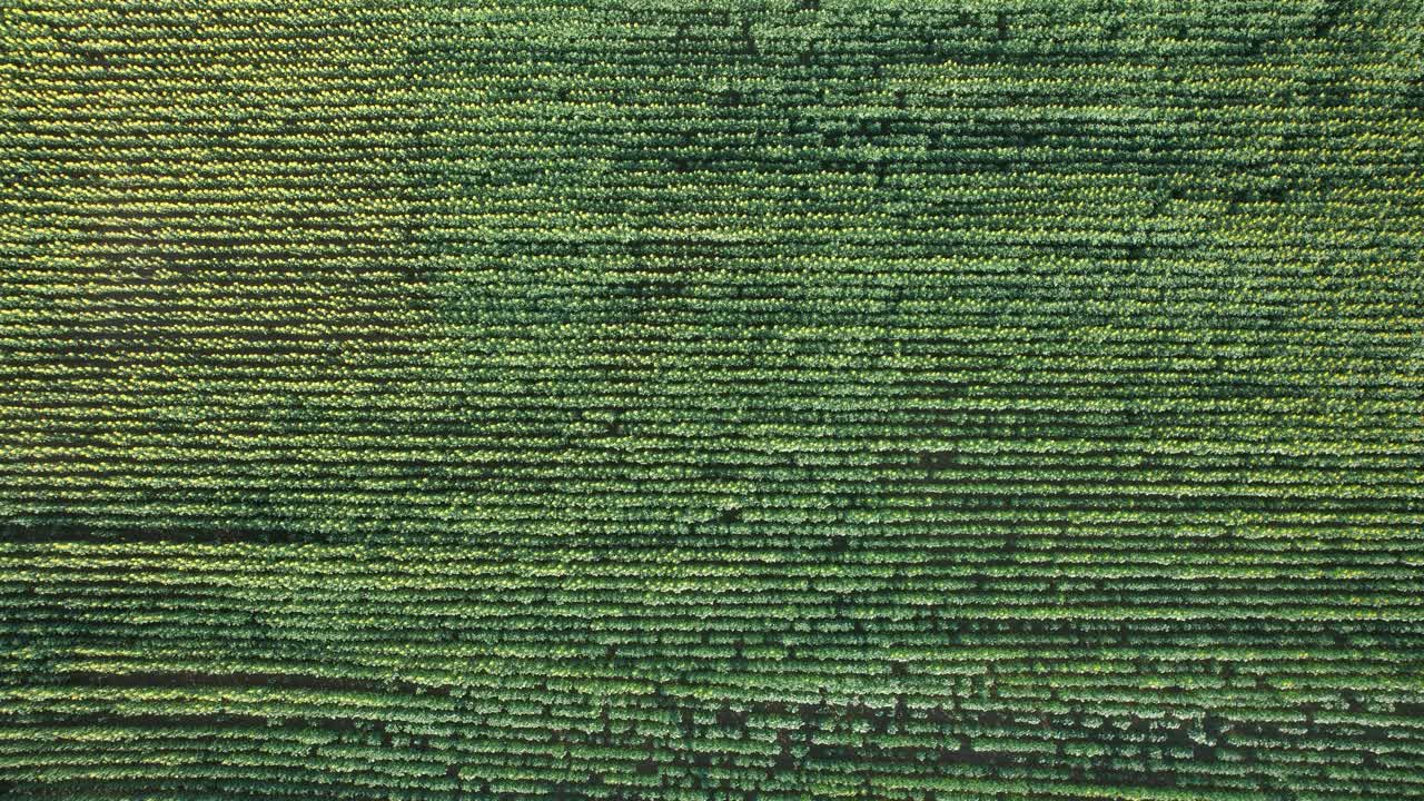 Top down drone view of a dense sunflower field in full bloom with long parallel crop rows and a paved rural road at the edge, showing agriculture geometry, summer farming and natural landscape pattern