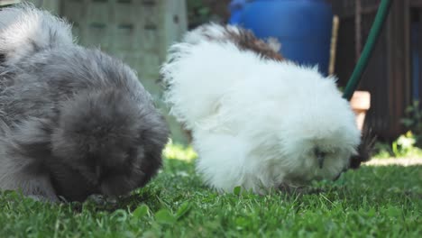 hermoso pollo marrón y blanco sedoso en la mañana